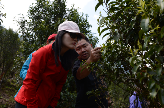 王维敏 | 意犹未尽的采茶之行，爱心传递的公益之旅