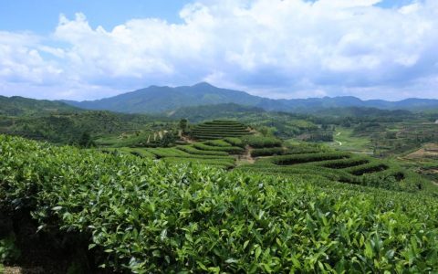 前所未有！部省联合主办，中国国际茶叶博览会将于5月在G20杭州峰会主会场举行