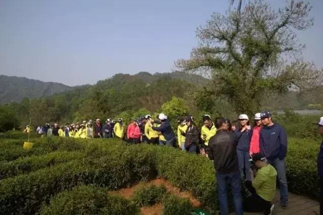 跟着祥源茶来一场说走就走的祁门茶旅