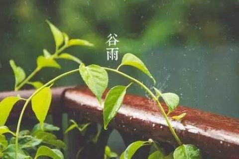 谷雨：全民饮茶日 喝茶正当时