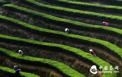 三明茶史探秘：千年飘香，三明茶魂