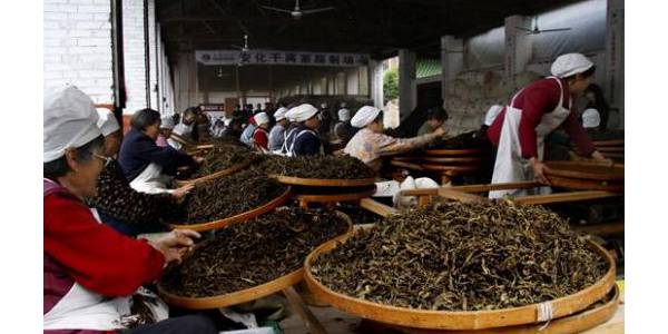 安化县的华莱黑茶保质期是多久？