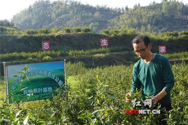 炒茶的“绿色幸福味” 常宁茶带动贫困户脱贫