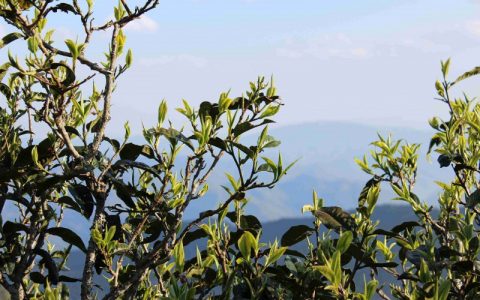浅谈做好临沧古茶树保护与开发的辩证法