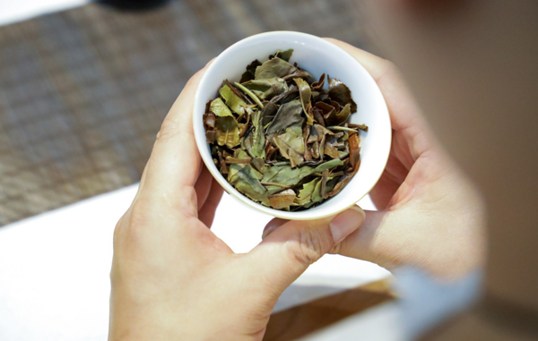 云南古树白茶：优质古树原料, 贴合当地风土之工艺