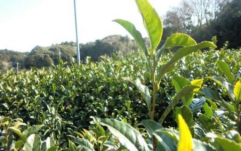 中国是茶树的原产地在当今世界已再无争议