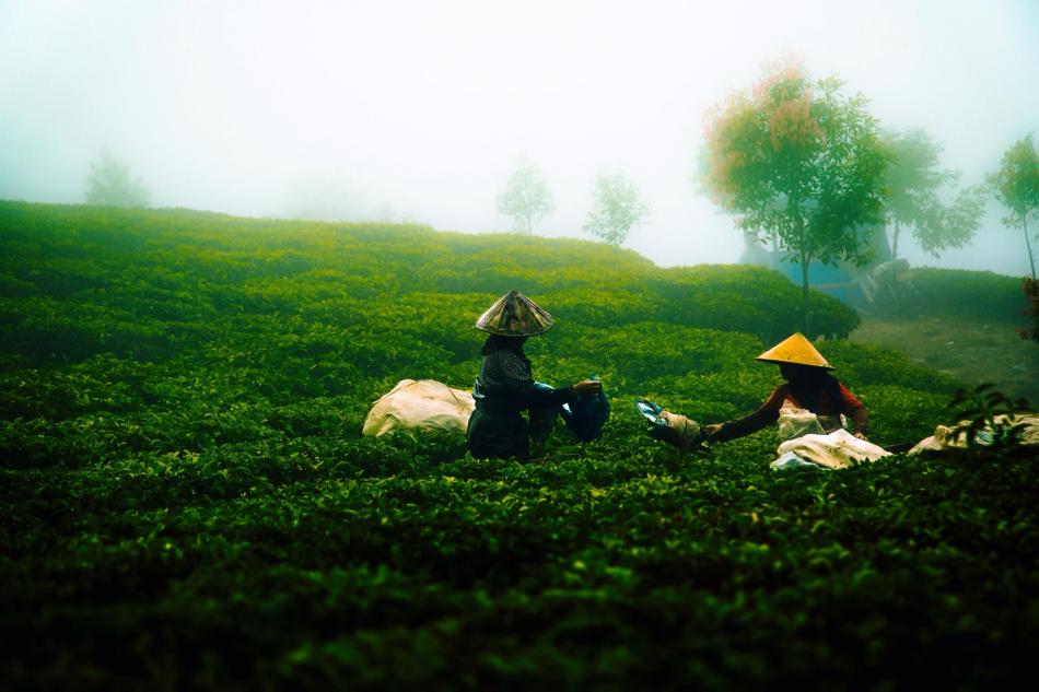 高山茶比平地茶好吗？