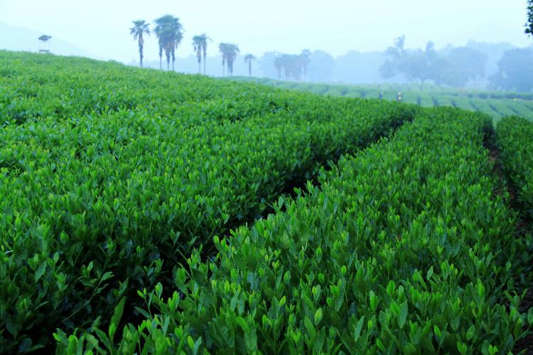 常见绿茶品种及原产地