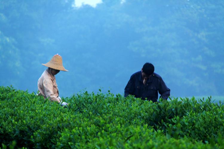 中国制茶技术的外传