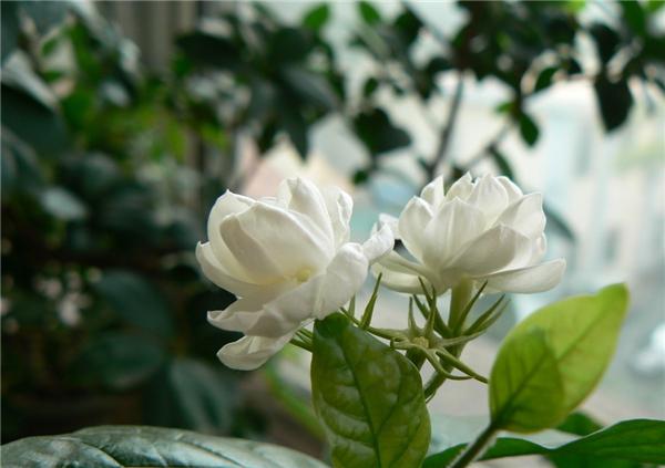 横县茉莉花生长特性