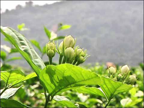 茉莉花茶的营养价值