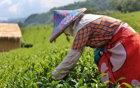 台湾省出产的红茶有哪些