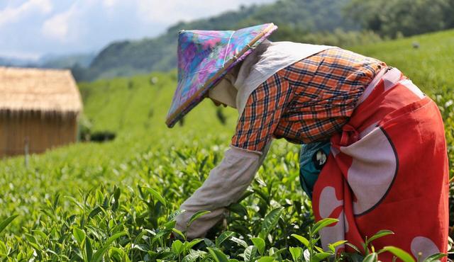 台湾省出产的红茶有哪些
