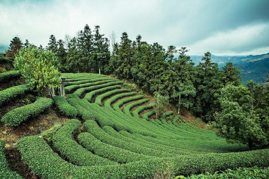 “茶”与“Tea”的由来