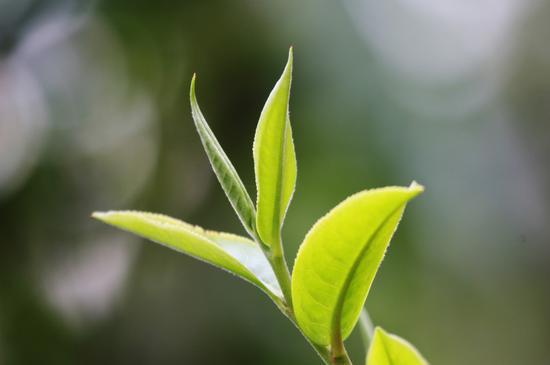 影响成茶品质的十大因素