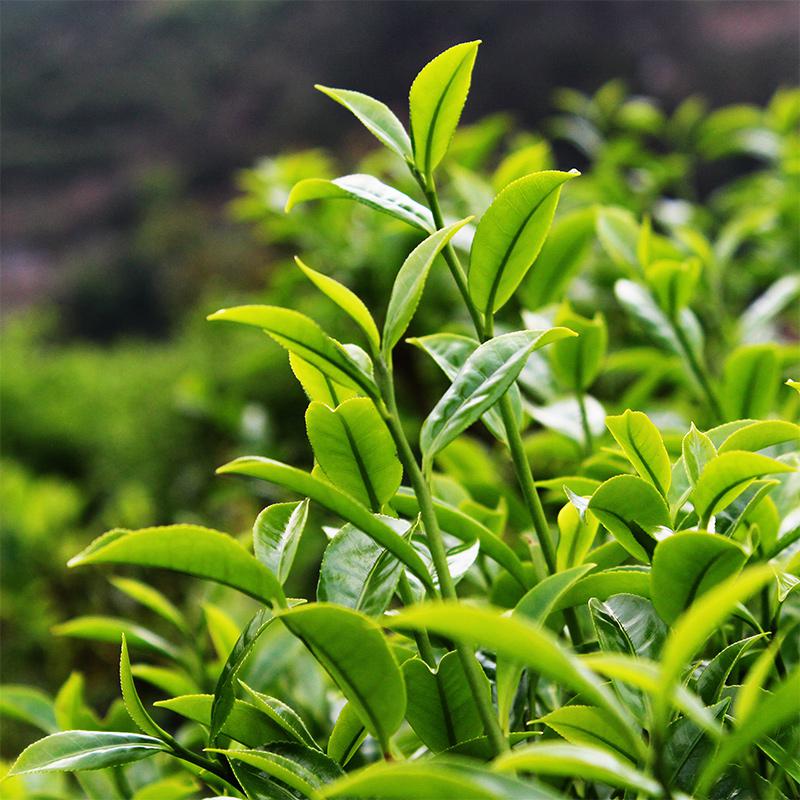 茶叶生长气候条件 温度