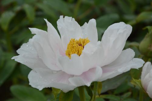 花冠群芳，凝心为茶