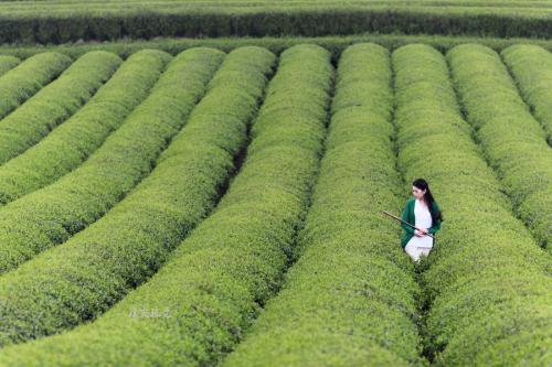 江北茶区