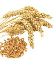 药茶养生小麦