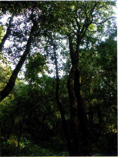 云南茶树的乔木形态