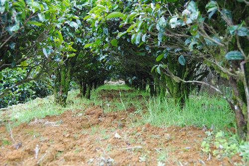 茶树栽培茶园合理耕作的好处