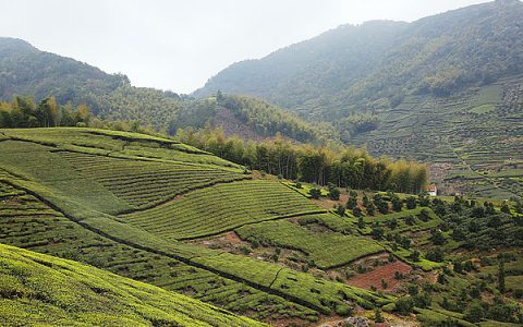 白茶的立体种植技术简介