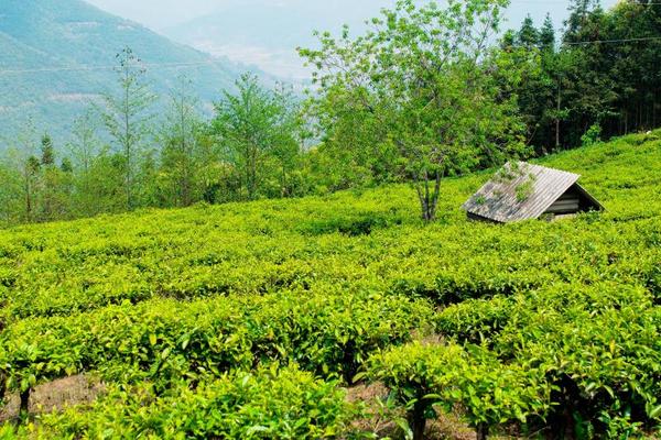 乔新江到浉河区调研茶产业发展和产业扶贫工作