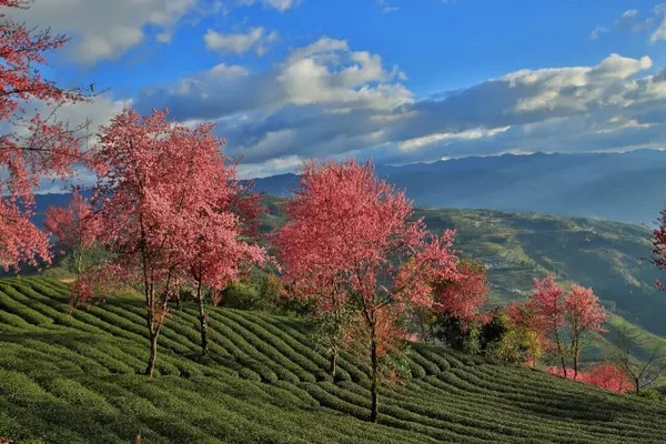 带上茶，踏遍这7个美丽的地方 ｜最佳茶旅目的地推荐榜