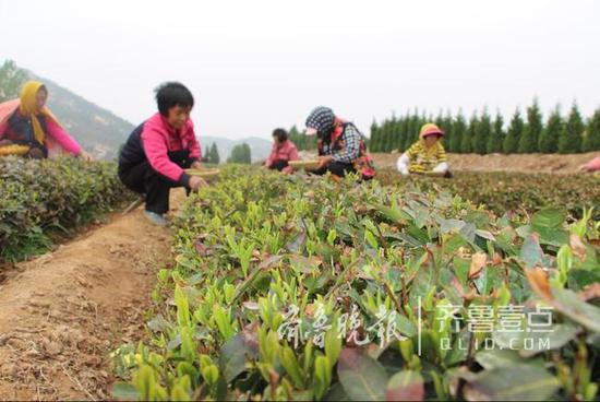 即墨头茬大田春茶采摘，干茶每斤3000元左右