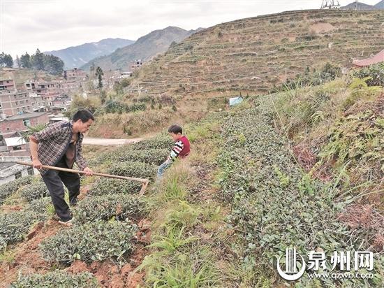 茶旅游开启新度假模式 大量游客涌向安溪茶山