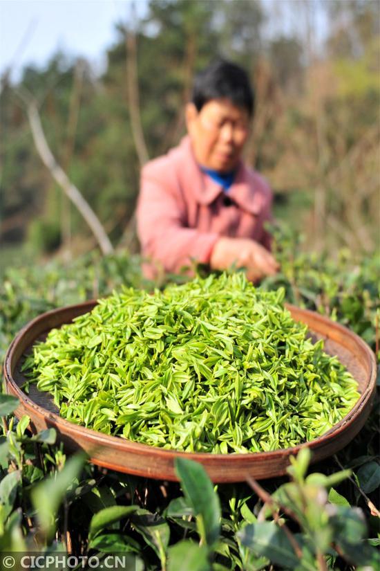 湖北宜昌：三峡库区春茶开采