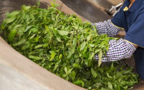 中国茶叶出口量价齐升 金融资本介入茶市