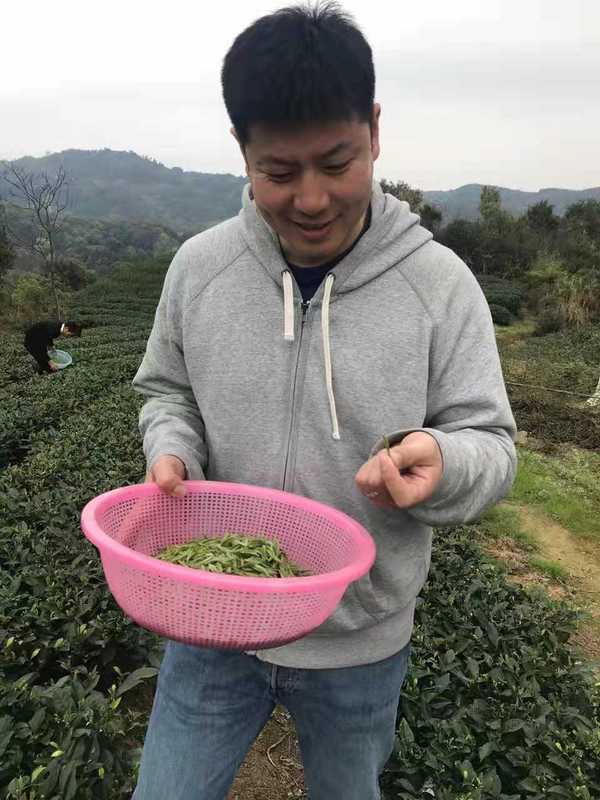 80后投资人创业做福政号白茶，福鼎白茶新势力