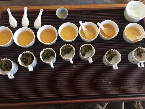 在七彩云南解读茶企如何确保自己古树级产品的来料甄选